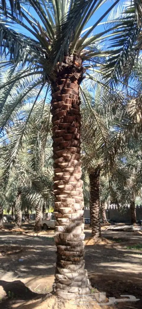 نخل للبيع جميع المقاسات 4