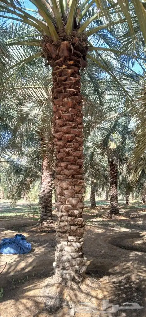 نخل للبيع جميع المقاسات 3