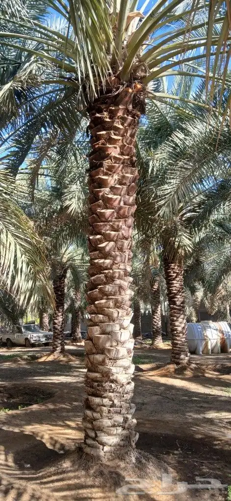 نخل للبيع جميع المقاسات 5