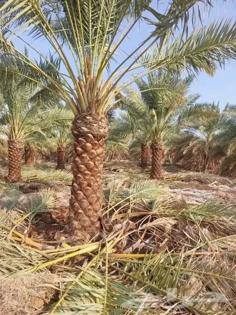 نخل للبيع جميع المقاسات 9