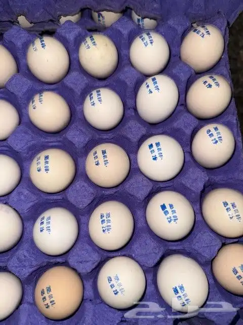 بيع بيض مائدة بلدي 0