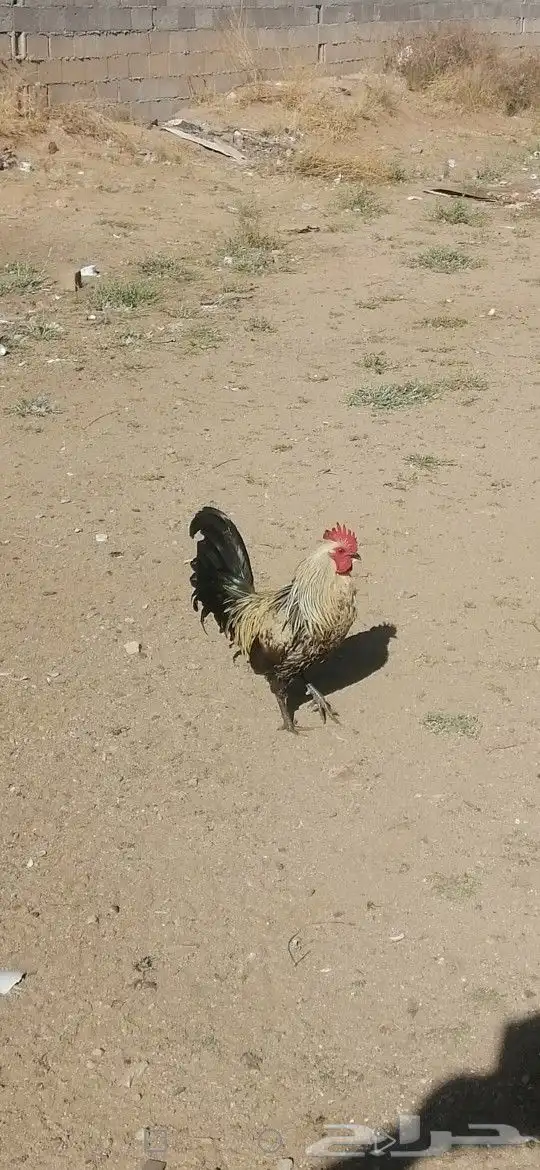 ديك للبيع على السوم دم صافي 5