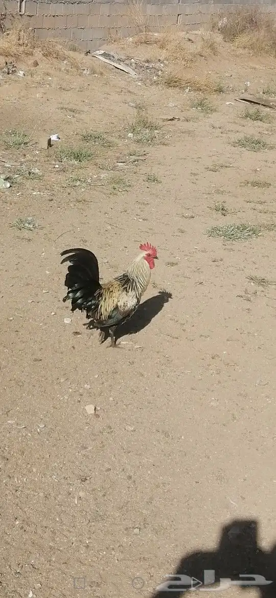 ديك للبيع على السوم دم صافي 4