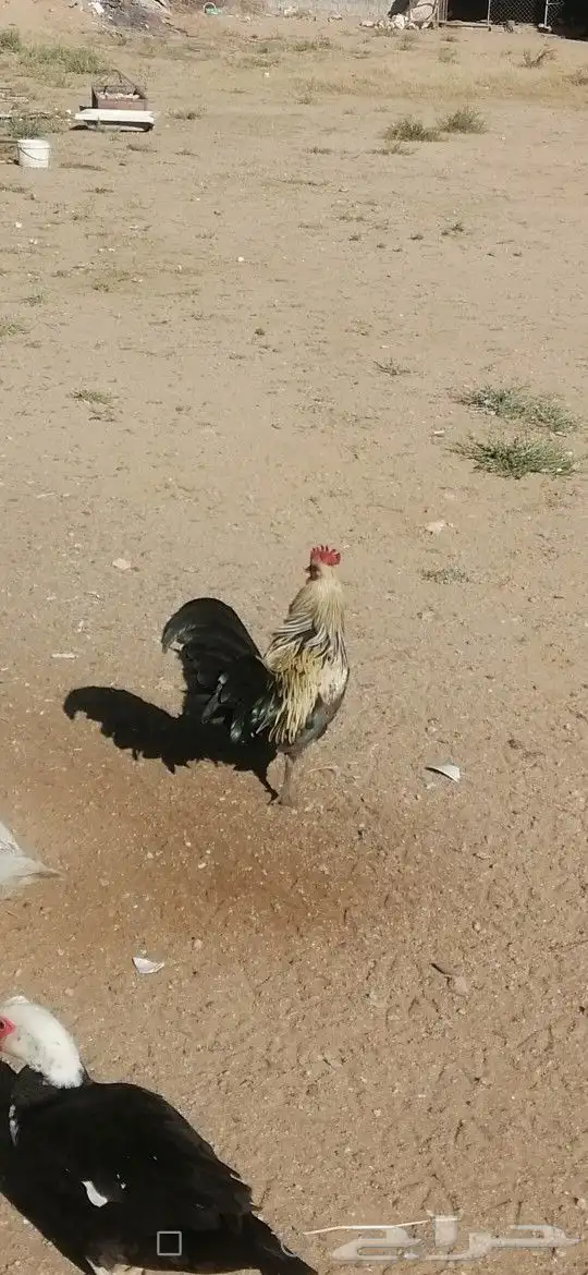ديك للبيع على السوم دم صافي 1
