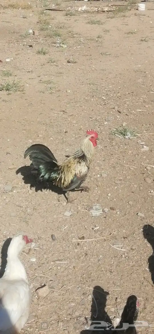 ديك للبيع على السوم دم صافي 0