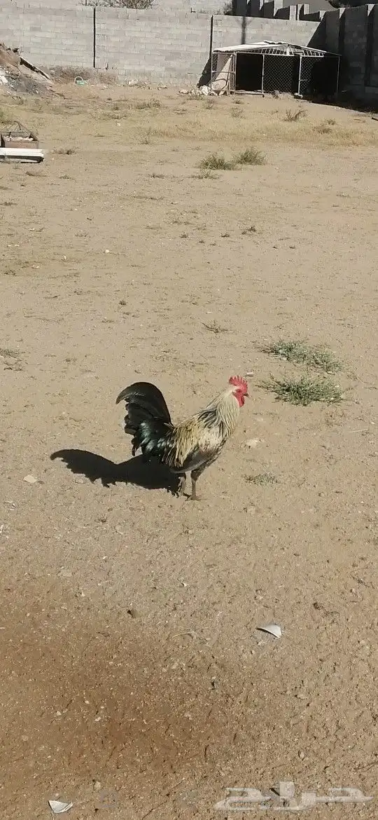 ديك للبيع على السوم دم صافي 2