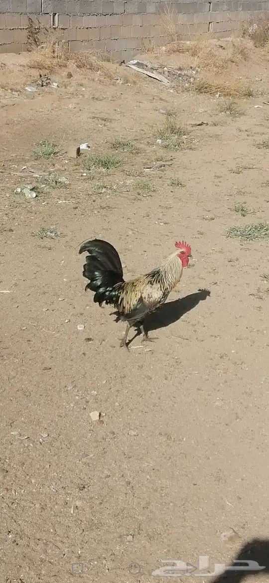 ديك للبيع على السوم دم صافي 3