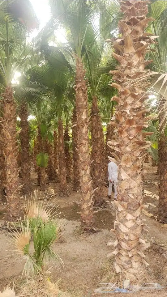 نخل وشنطن 0