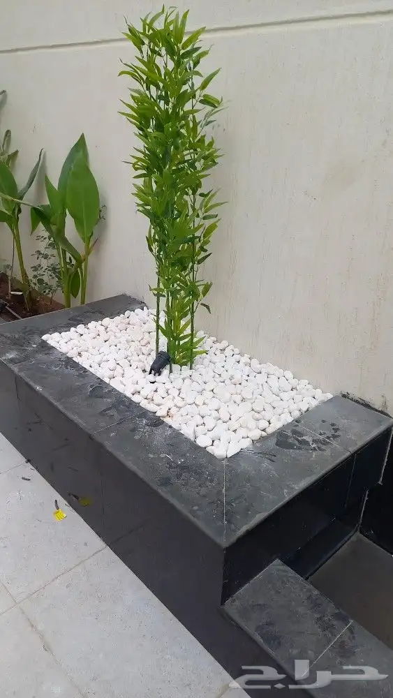 زراعه الورد الطبيعى والتيل الطبيعى 8