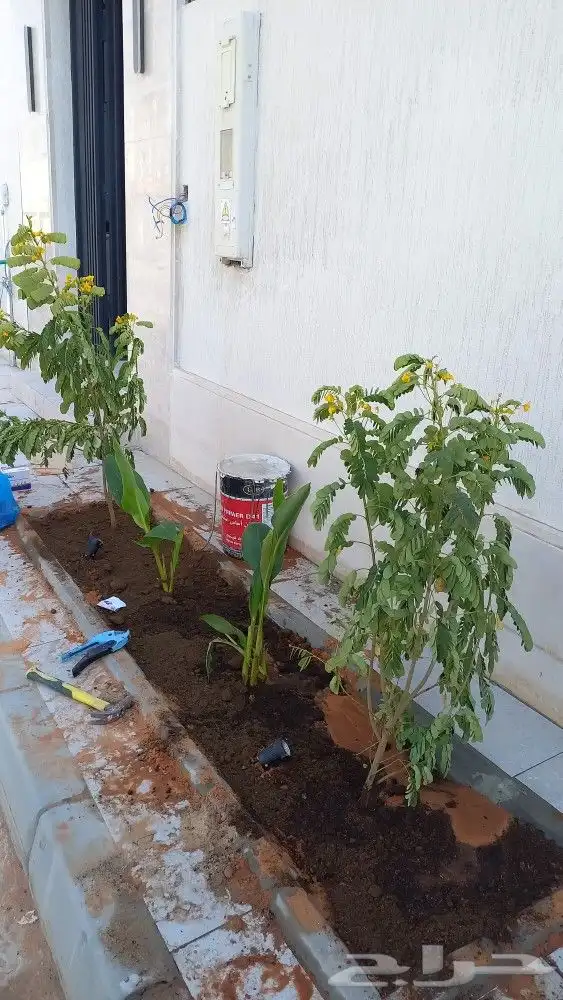 زراعه الورد الطبيعى والتيل الطبيعى 2