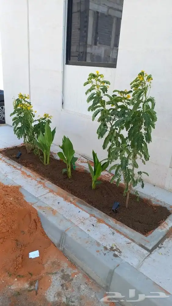 زراعه الورد الطبيعى والتيل الطبيعى 5