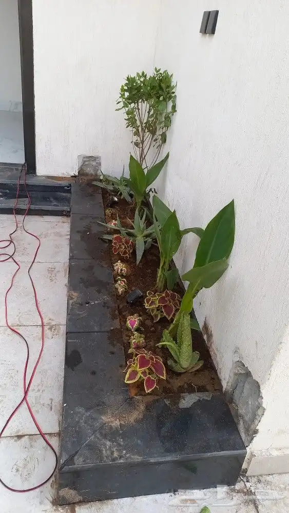 زراعه الورد الطبيعى والتيل الطبيعى 6