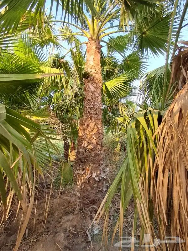 مشتل وتنسيق حدائق بالدمام 5