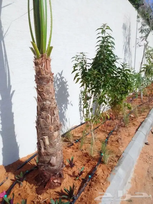 تنسيق حدائق 7