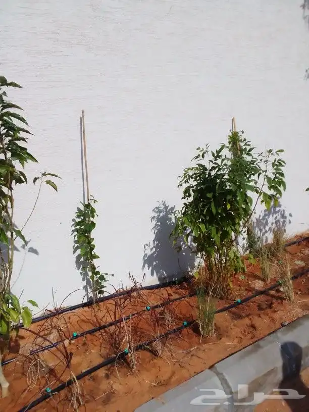 تنسيق حدائق 6