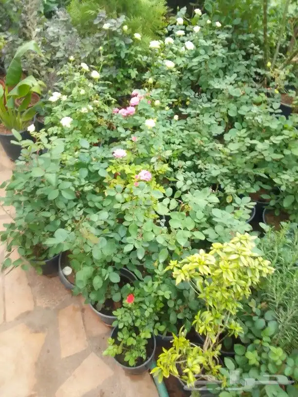 تنسيق حدائق 8