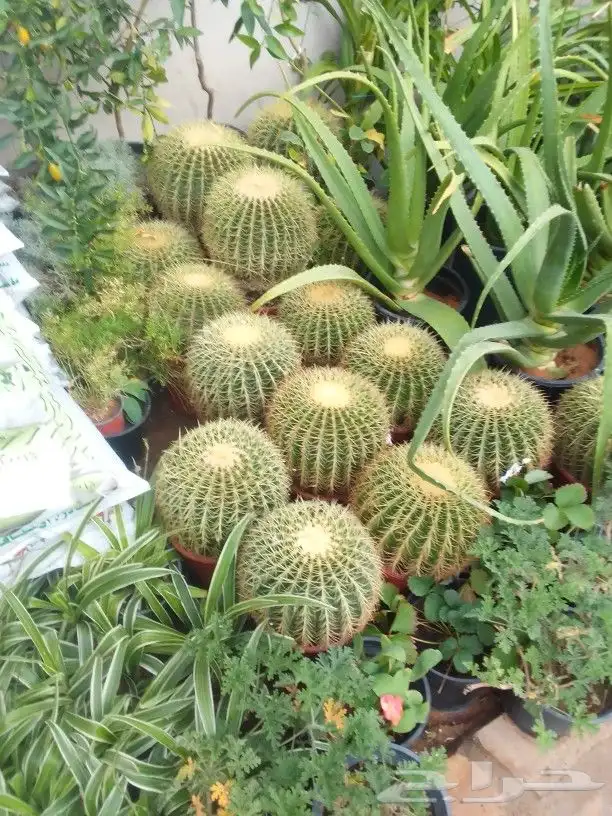 تنسيق حدائق 9