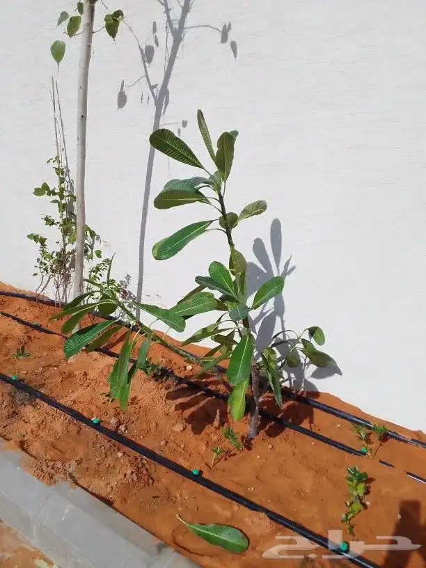 تنسيق حدائق 4