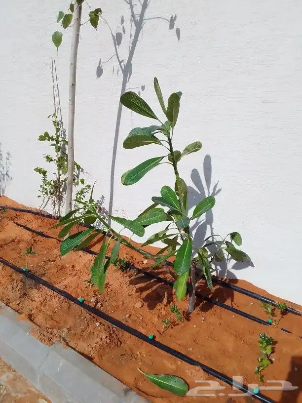 تنسيق حدائق 3