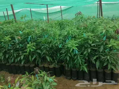يوجد لدينا المانجو الباباي الموز 4