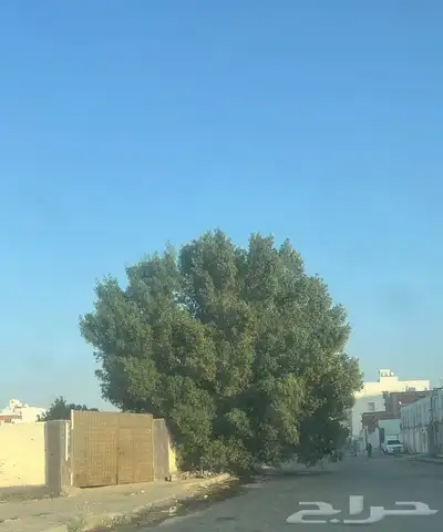 معلم حازم قص الاشجار وزراعه النخيل وجميع انواع الاشجار وزراع 0