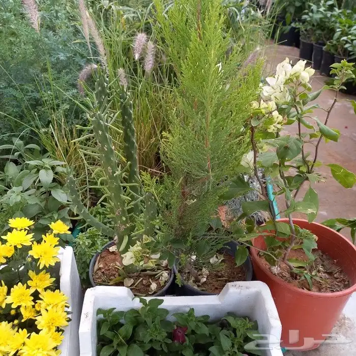 زراعه الورد الطبيعى والتيل الطبيعى 7