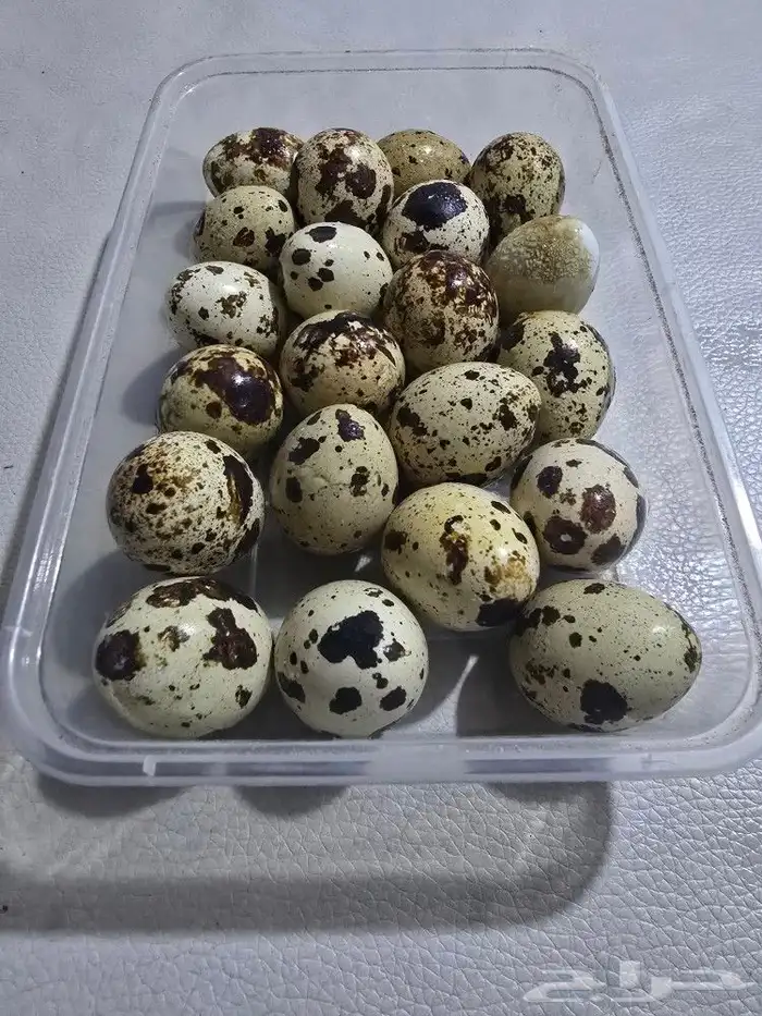 بيض سمان تربية خاصه بيض غير مخصب 0
