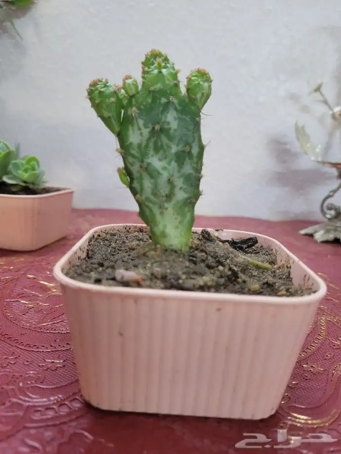 نباتات انيقه تجمل المنازا 5