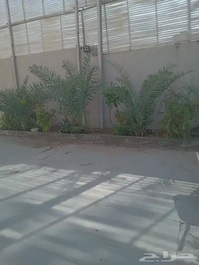 معلم حازم قص الاشجار وزراعه النخيل وجميع انواع الاشجار وزراع 7