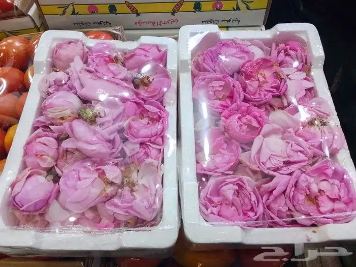 ورد مديني 0