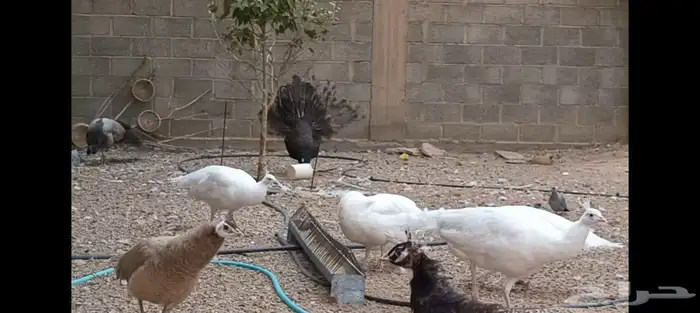 طاووس برونز منتج 2