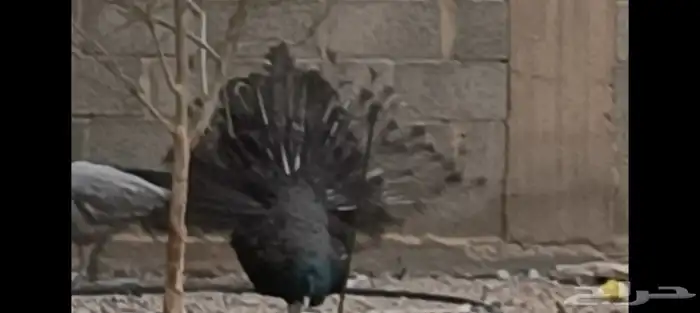 طاووس برونز منتج 0