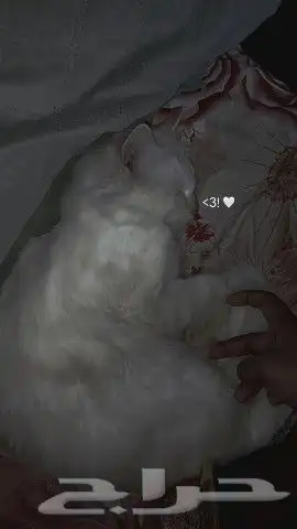 قط ذكر لتزاوج 0