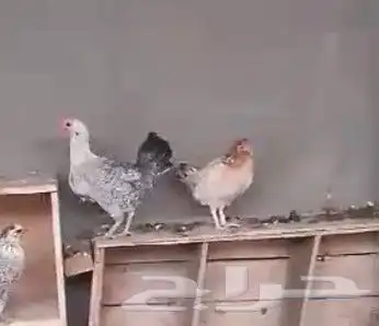 دجاج بياض 0