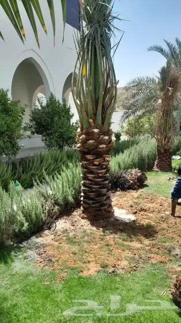 نخيل عربي وواشنطني جميع الأنواع والمقاسات 0