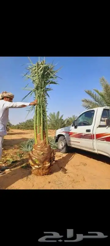 نخيل عربي وواشنطني جميع الأنواع والمقاسات 9
