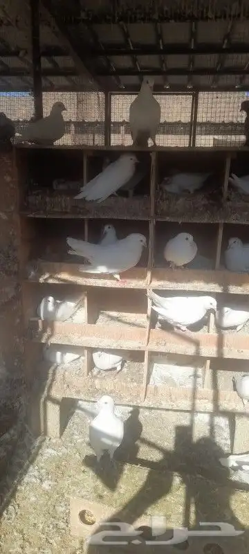 فرز الحمام الفرنسي وتاسيس المشاريع 0