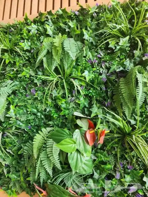 عشب جدارى ثرى دى   عشب أرضى  حدائق جملة 1