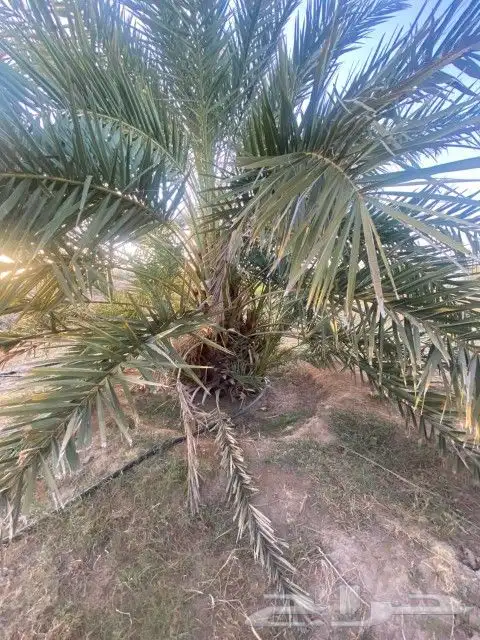 نخل مثمر للبيع 6