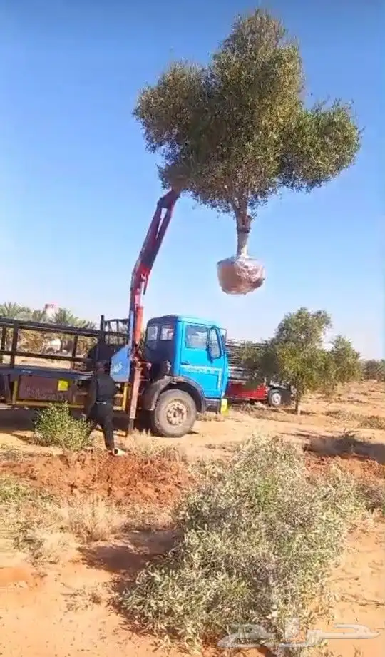شجر زيتون زينه 1