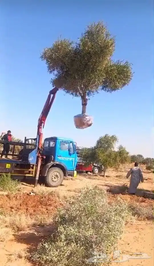 شجر زيتون زينه 3