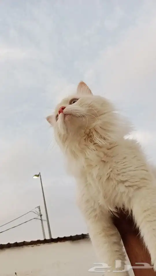 قط ذكر لتزاوج 2