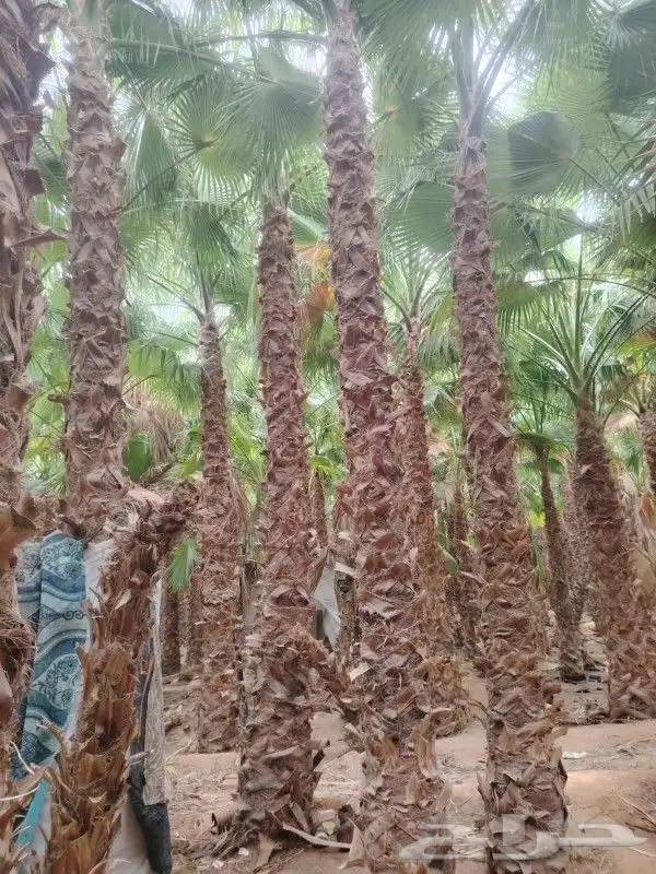 توريد نخيل 2