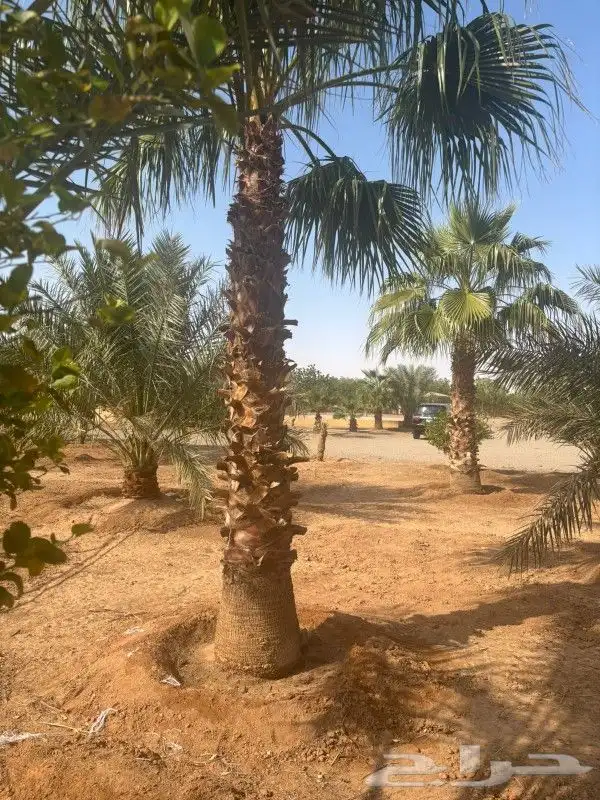 توريد نخيل 5