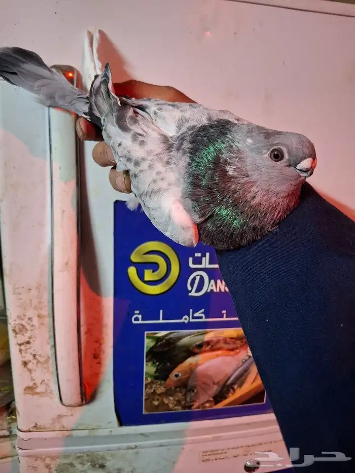حمام زينه 1