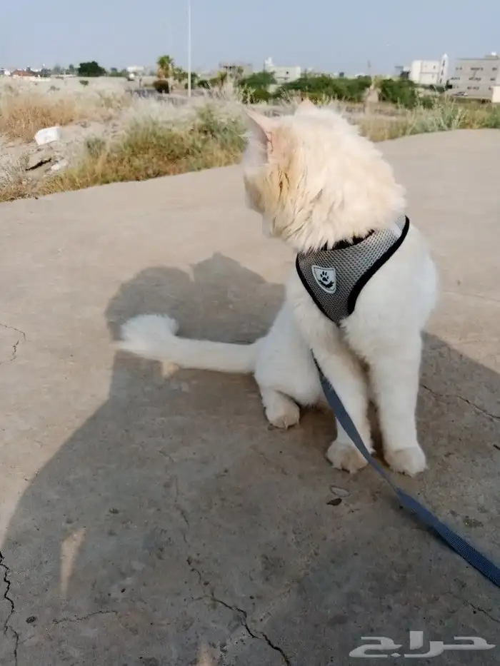 قط ذكر لتزاوج 1