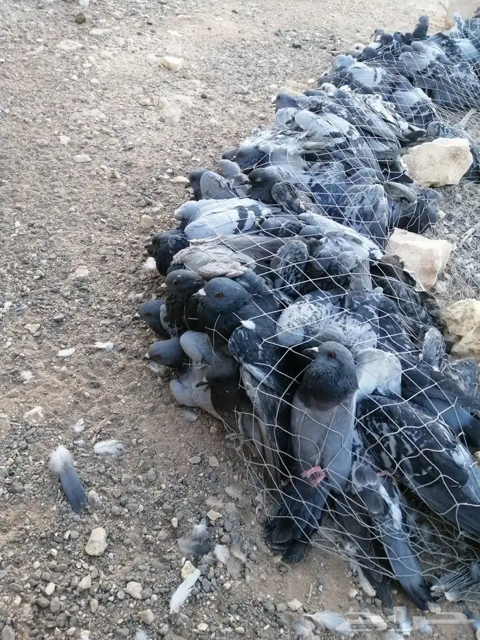 شبكة صيد طيور مصيدة 3