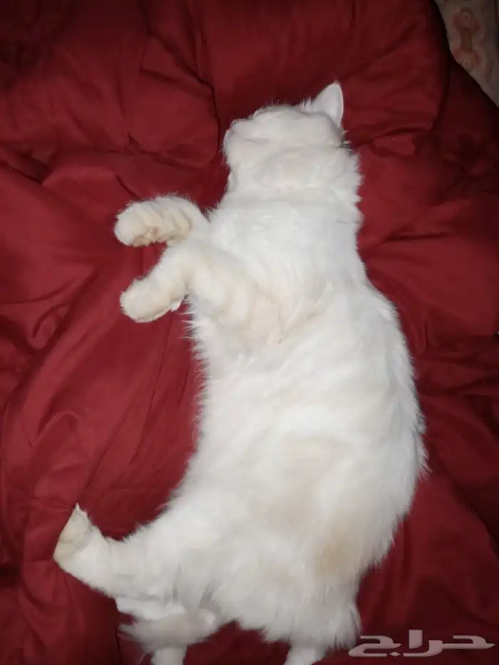 قط ذكر لتزاوج 3