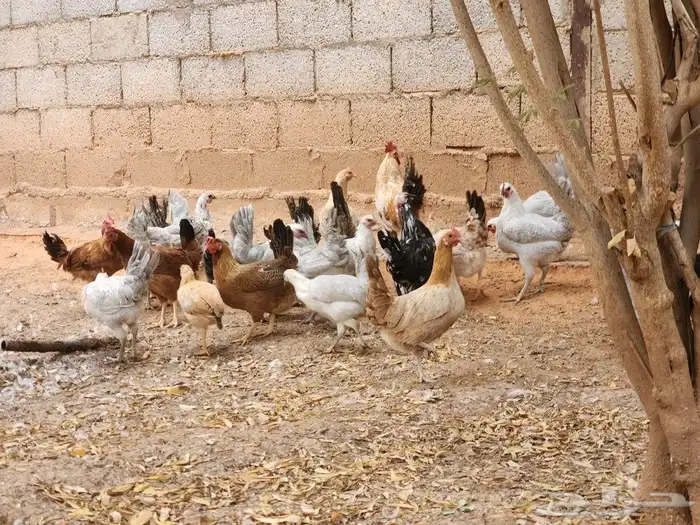 دجاج بياض بشقراء 0