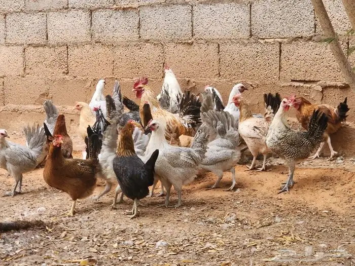 دجاج بياض بشقراء 4